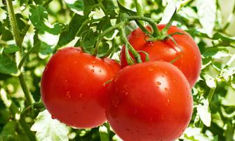 西红柿苗期防止根线虫的推荐药物