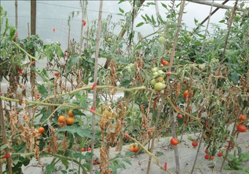番茄根结线虫的危害与防治
