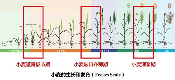 小麦生长发育