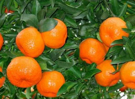 柑橘根线虫用什么药