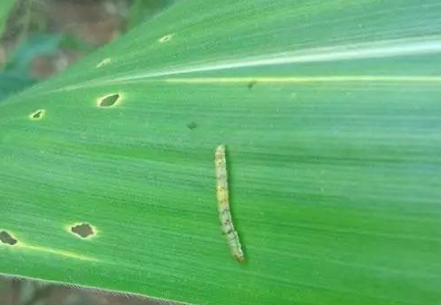 玉米粘虫的危害与防治方法