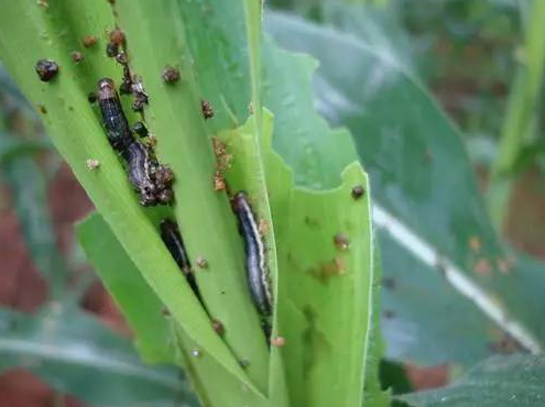 玉米粘虫的危害与防治方法