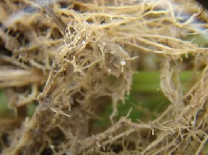 小麦孢囊线虫用什么药