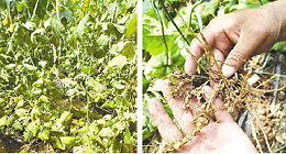 丝瓜根结线虫耐药性逐渐增强，菜农有何良方应对？