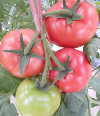 高抗西红柿根线虫品种