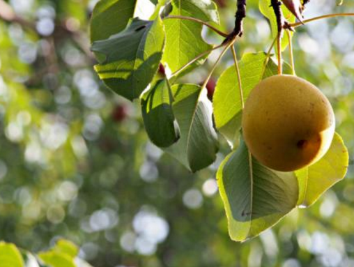 梨树蔸子有根瘤怎么防治