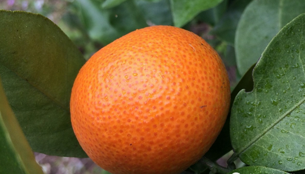 柑橘膨果着色期施肥管理