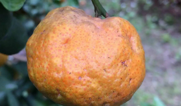 柑橘膨果着色期施肥管理