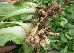 蔬菜根部肿大是根肿病还是根结线虫病危害呢？