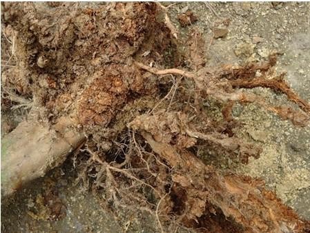 石榴树根感染根线虫有什么药可以根治