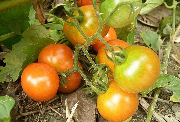 西红柿定植后杀线虫用什么药