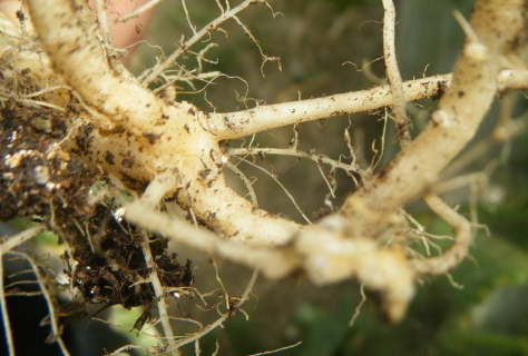 酸性土壤对根线虫有没有影响